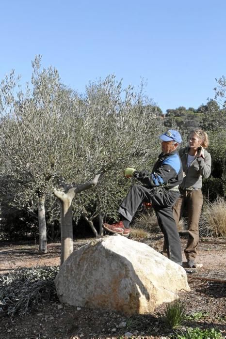 Gartenarchitektin Andi Lechte und Baumexperte Ramón Galmés: Im Februar ist ein Schnitt der "olivos" angesagt. Dies beugt Krankheiten und Schädlingsbefall vor, fördert die Fruchtbildung und erleichtert obendrein die Ernte.