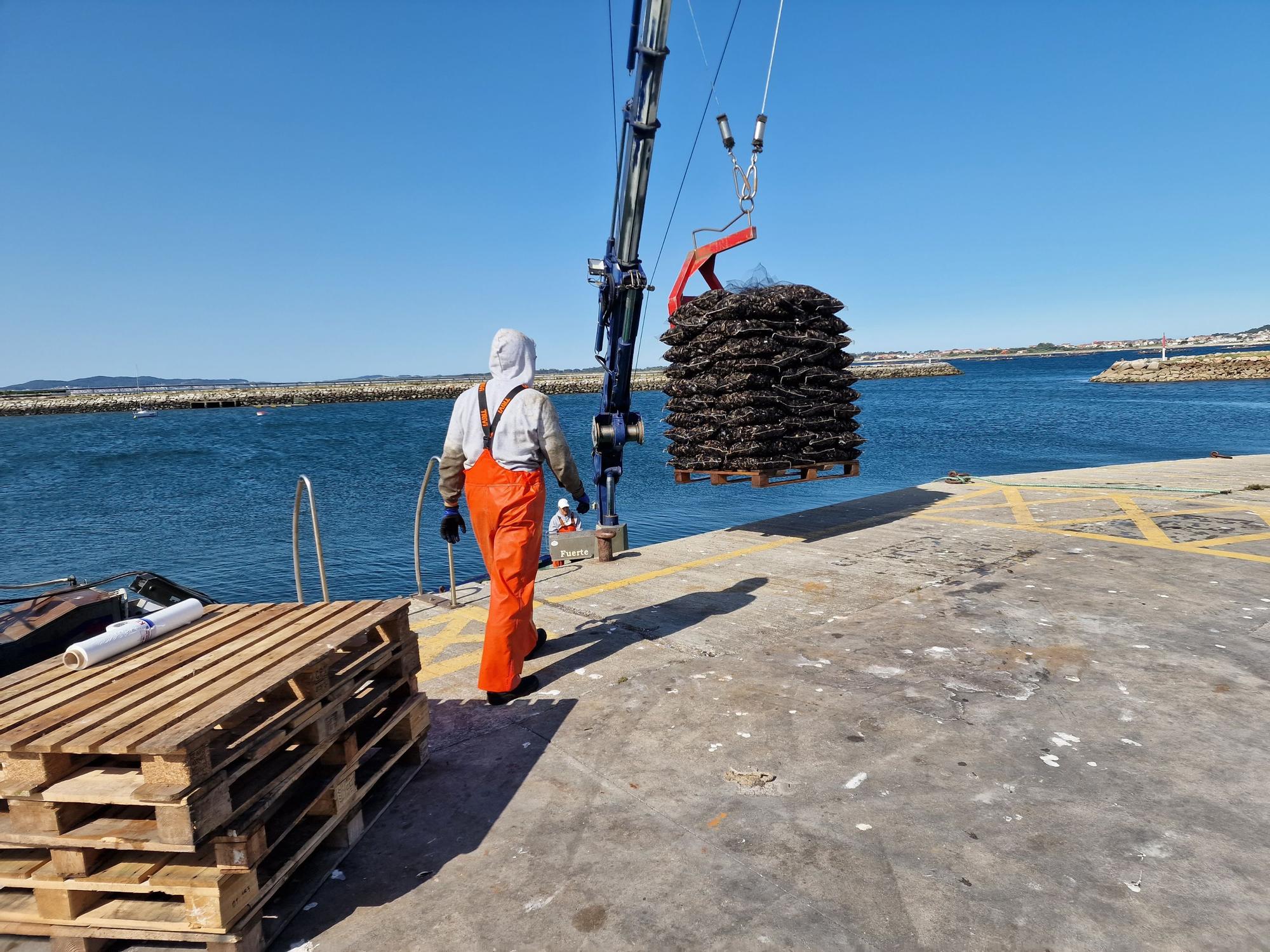 Descargas de mejillón en Arousa.