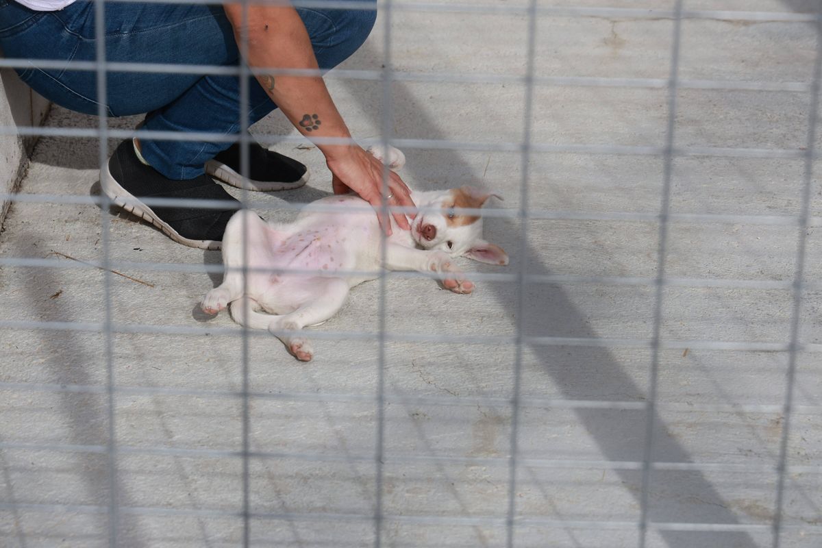 Fotogalería | Así es el nuevo albergue para animales de Cáceres