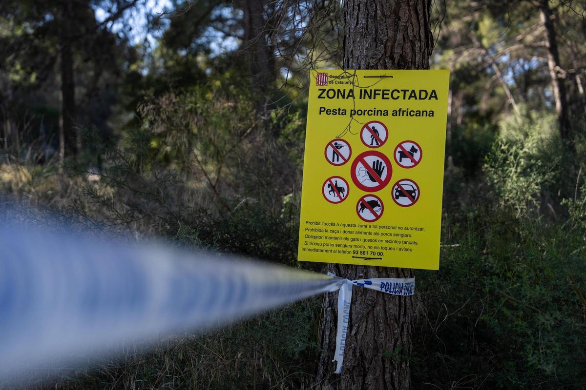 Efectivos de la UME y agentes rurales se reúnen en la zona declarada en cuarentena por la Peste Porcina Africana en Torreferrussa, antes de iniciar las tareas previstas.