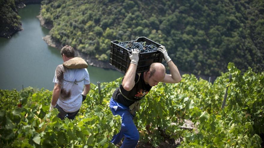 Vendimia en la Ribeira Sacra. // B. Lorenzo