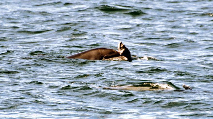 "Infanticidio" en el mundo de los delfines en Arousa