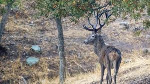 Un ciervo camina por la sierra