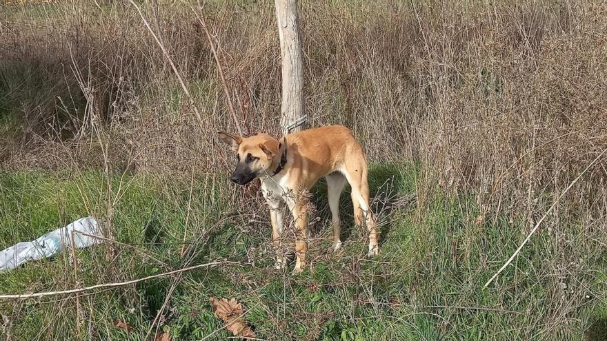 La imagen que causa indignación en Moraleja del Vino: un perro atado a un árbol