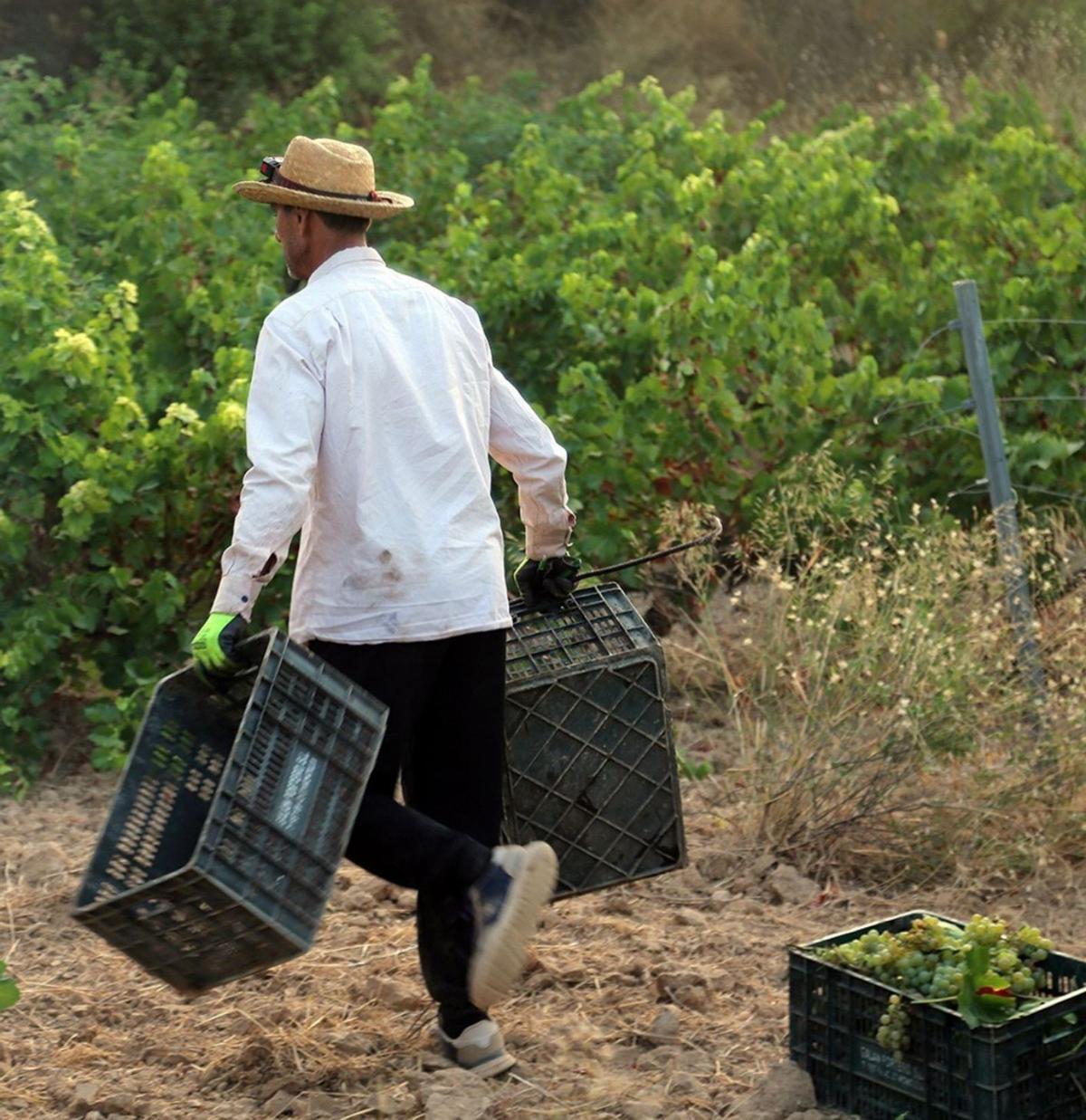 Un trabajador portea las cajas para introducir en ellas la uva recolectada. | JOSÉ ANTONIO AGUILAR