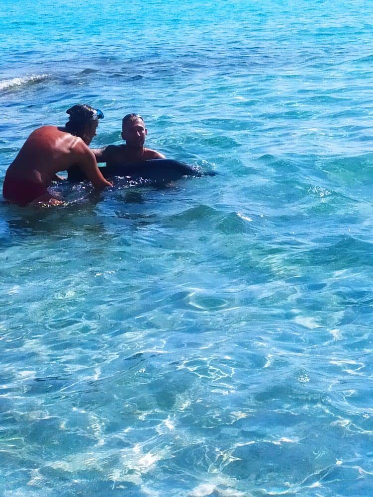 Intentan rescatar a un delfin despitado en la playa de Llevant en Formentera