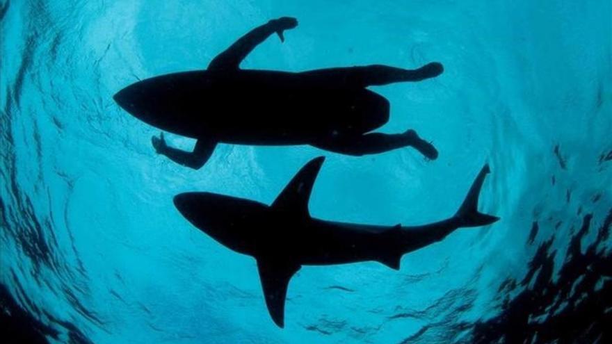 Los tiburones están en peligro por la pesca excesiva