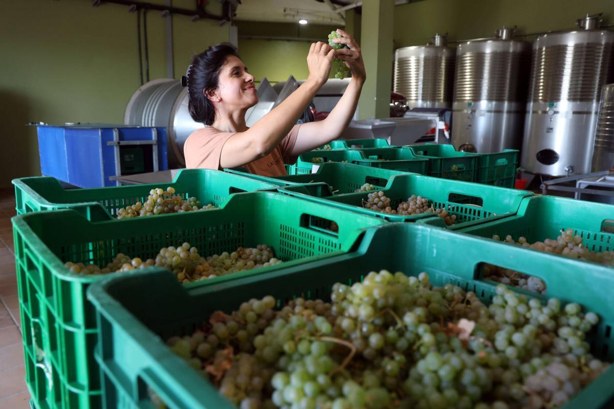 La vendimia en Bodegas Laureatus, en San Martiño de Meis.