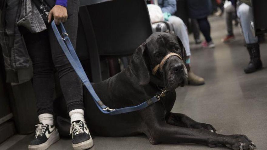 El emotivo rescate de una perrita herida conmueve las redes sociales