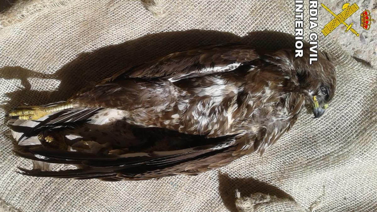 Ejemplar muerto de águila ratonera que se halló a los investigados.
