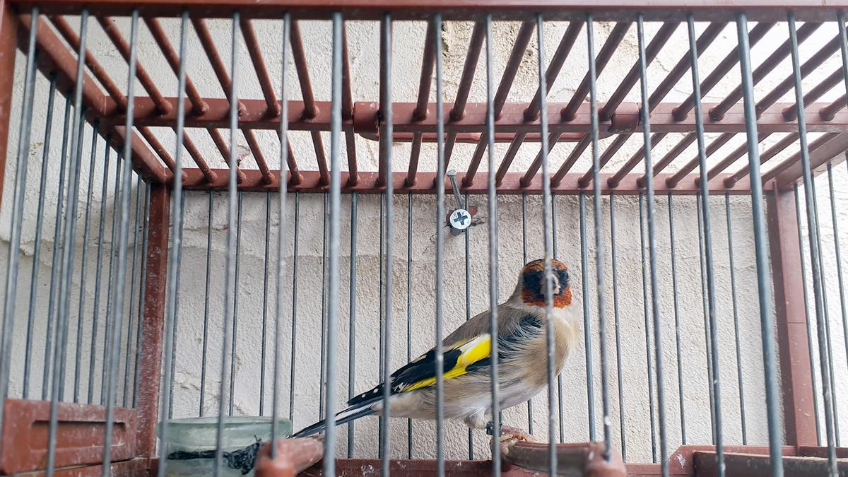 Una de las aves recuperadas por el SEPRONA en una vivienda de San Pedro del Pinatar