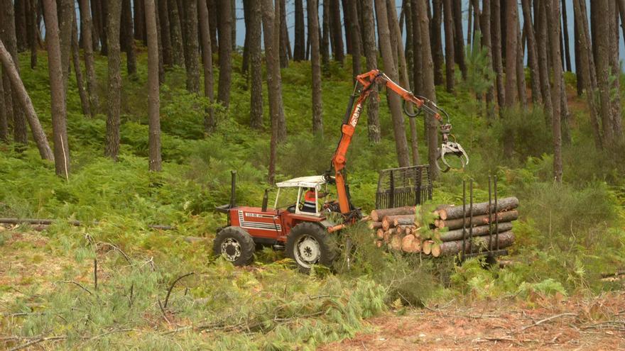 El sector forestal facturará 300 millones menos este año al caer las ventas de madera