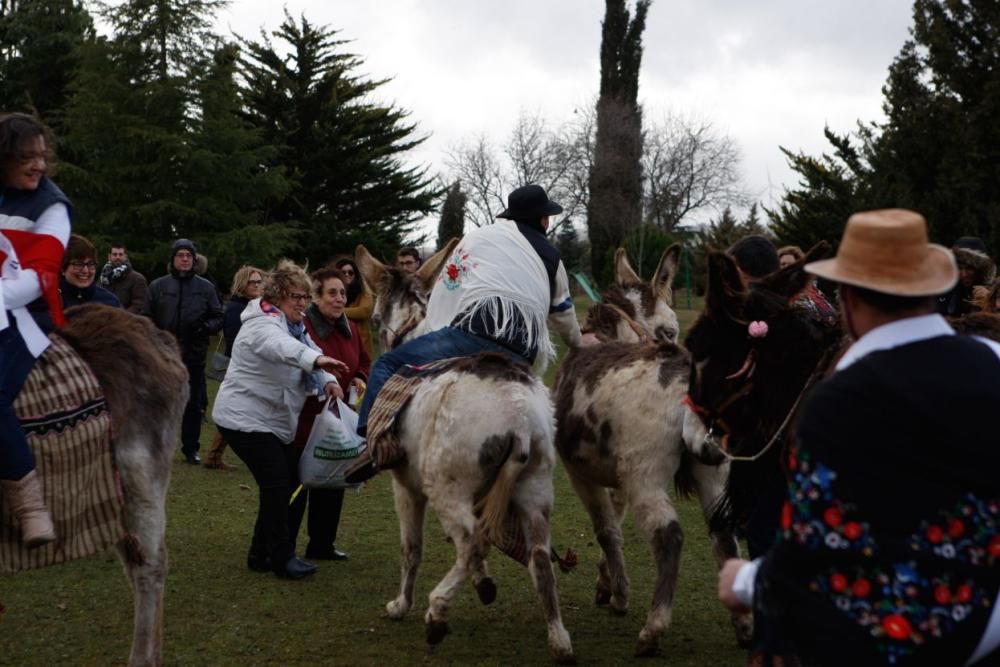 Carrera de cintas en burro en Molacillos.