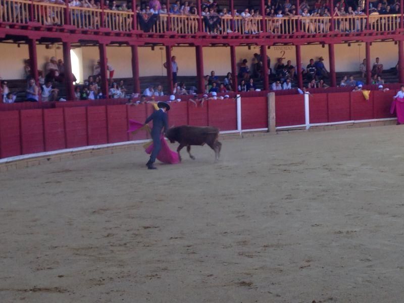 Fiestas en Toro | Becerrada de las peñas