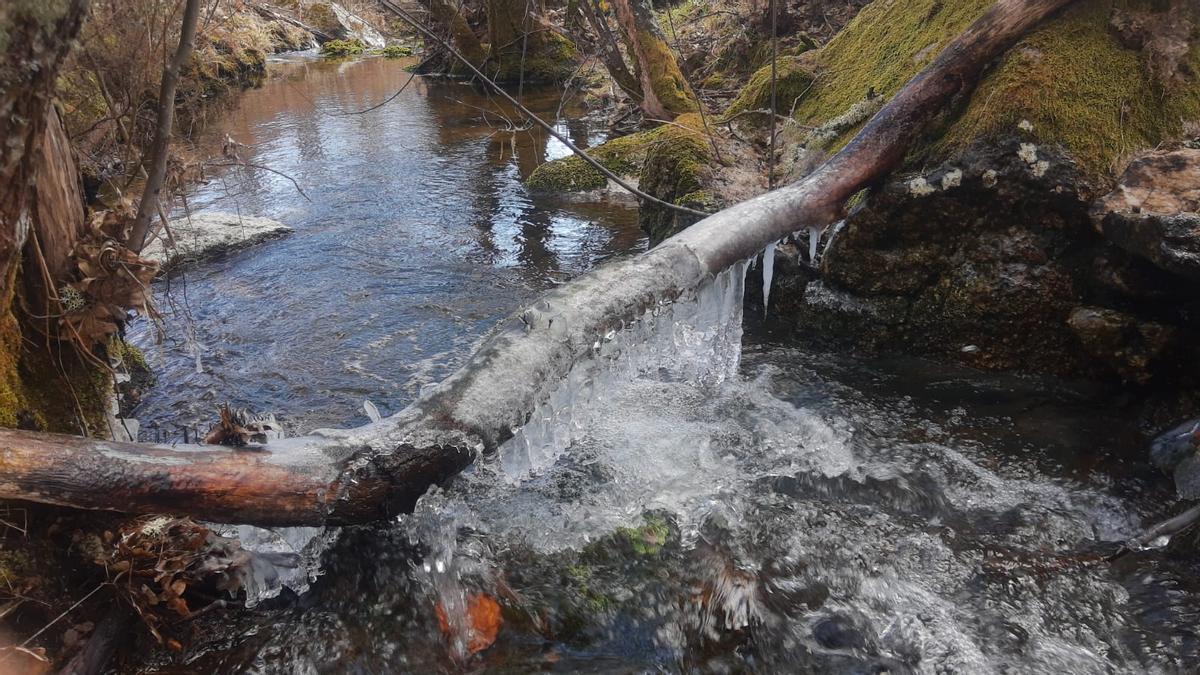 Hielo en uno de los arroyos de Sanabria, conjelado por temperaturas de hasta 13 grados bajo cero
