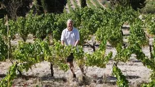 De la física cuántica al vino: científicos fundan una bodega y rescatan viñas olvidadas en El Comtat