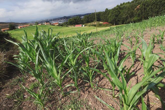 En imágenes: Campos de maíz en algunos puntos de la comarca de Avilés