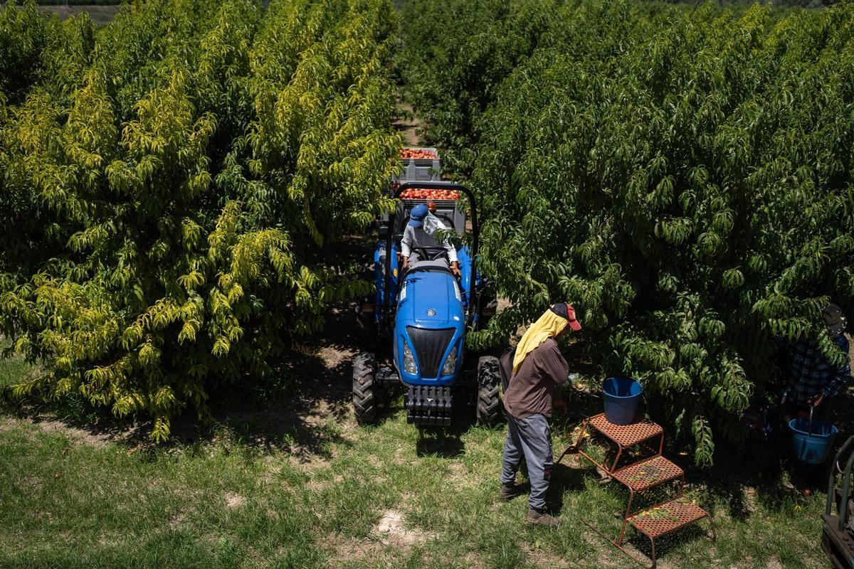 Temporeros trabajando en la recolección de nectarina en un campo a las afueras de Alcarràs.