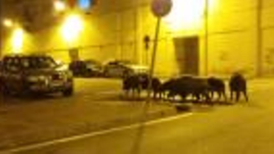 Els caçadors han capturat 230 senglars a Girona les dues darreres temporades