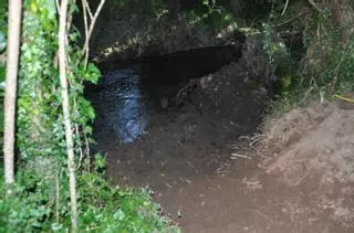 Cuidar los bosques que nos dan de beber
