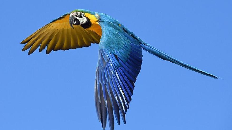 Un ejemplar de guacamayo. // Pixabay