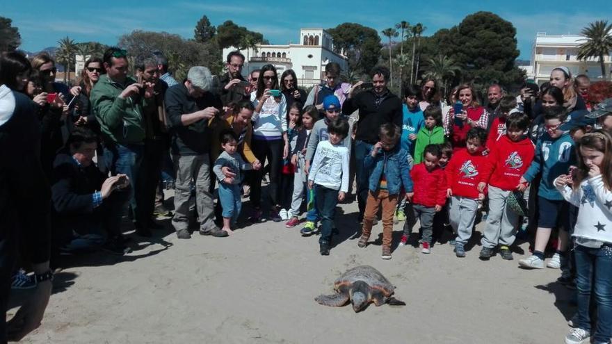 Expectación ante la suelta de la tortuga Benicàssim.