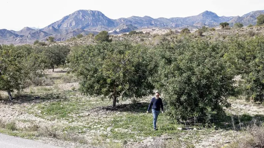 El productor Blas García en una de la plantaciones de algarroba que explota en Xixona