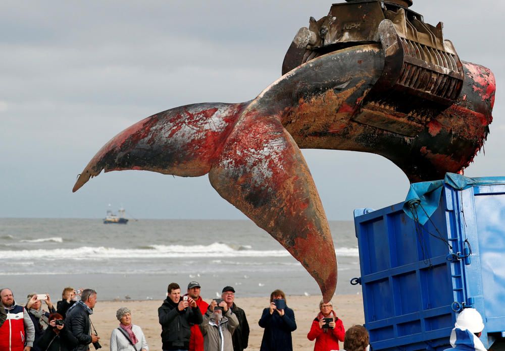 The tail of a stranded whale is pictured on the ...