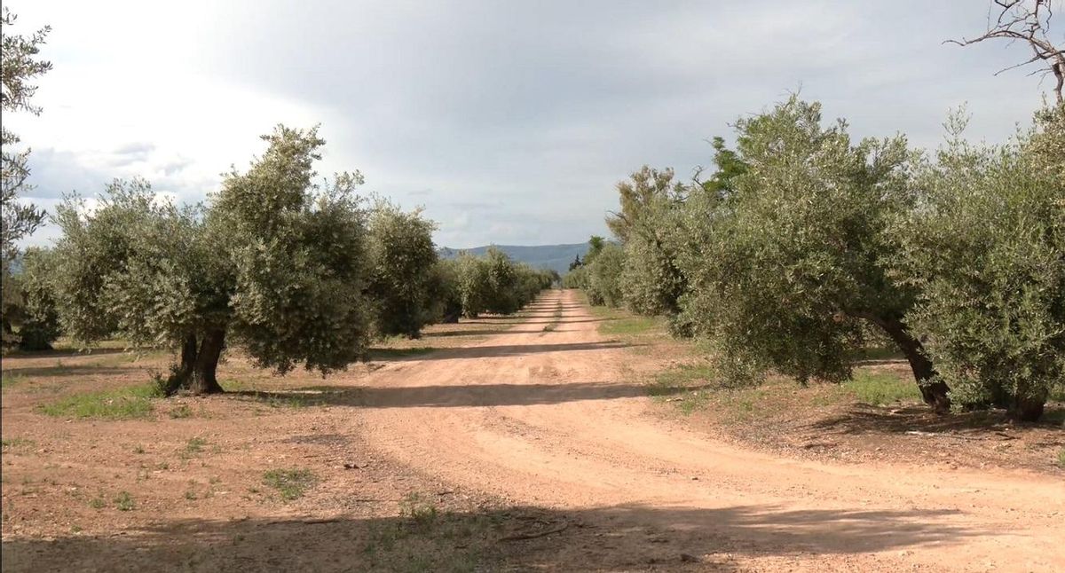 Uno de los olivares afectados por los macroproyectos de Jaén