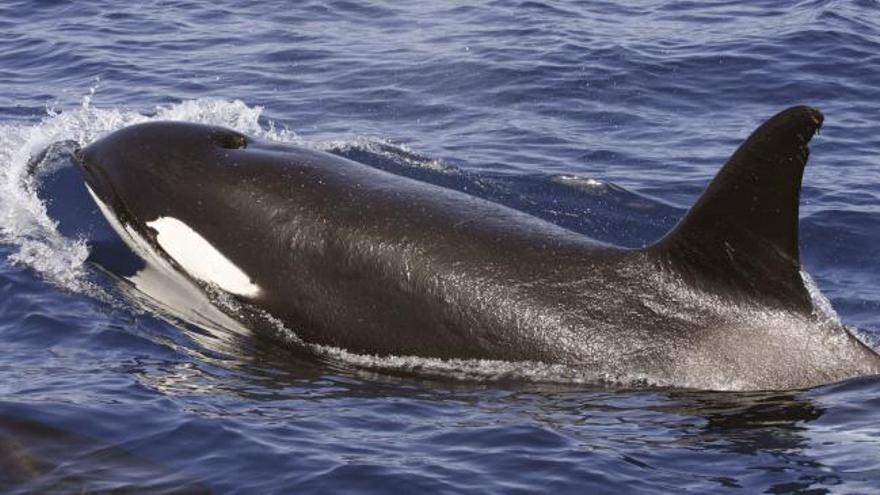 El ataque de un grupo de orcas a un velero de la Armada en aguas de Galicia