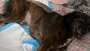 El perro herido, en una imagen cedida por la familia.
