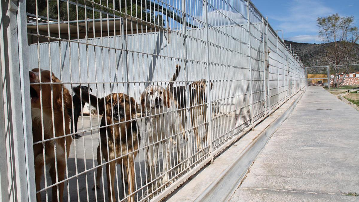Varios perros en las instalaciones que Spama tiene en Gandia