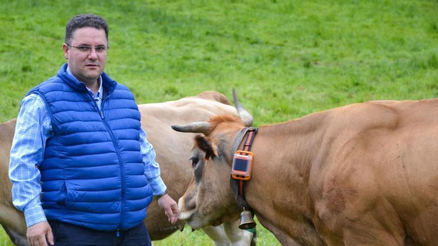 Luis Miguel Ramos Álvarez posa con delles de les sos vaques monitorizaes col collar &quot;Rumi&quot;, nuna de les sos finques d'Uviéu.