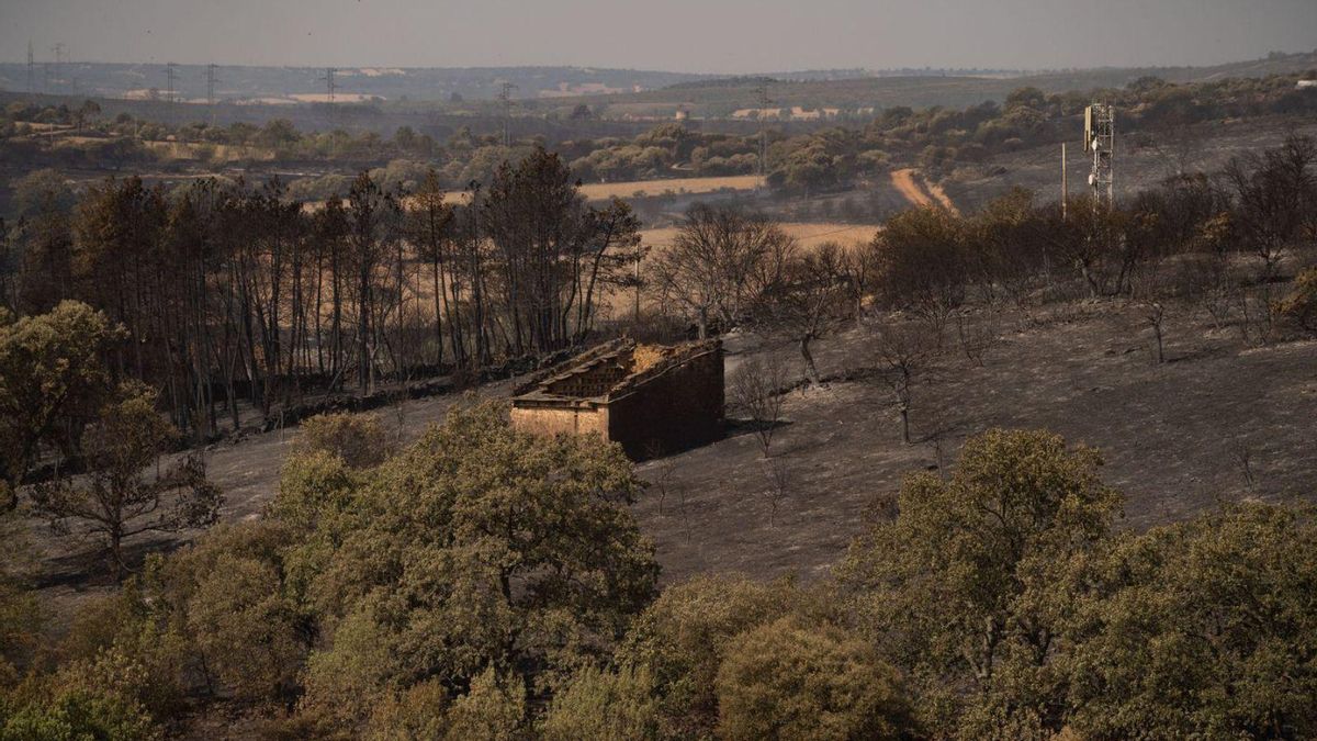 Zona quemada en el incendio de Losacio. | José Luis Fernández