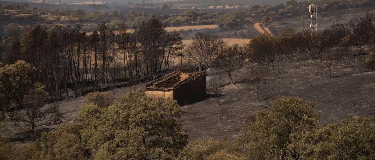 Zona quemada en el incendio de Losacio. | José Luis Fernández