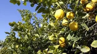 La Región de Murcia pide al Gobierno un plan para arrancar limoneros y equilibrar el mercado