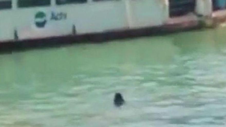 Estupor por la muerte de un inmigrante en el gran canal de Venecia