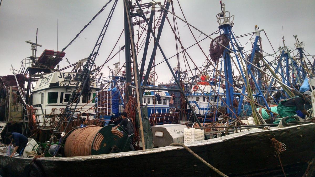 Descargas de sardina de barcos marroquíes en el puerto de Dakhla.
