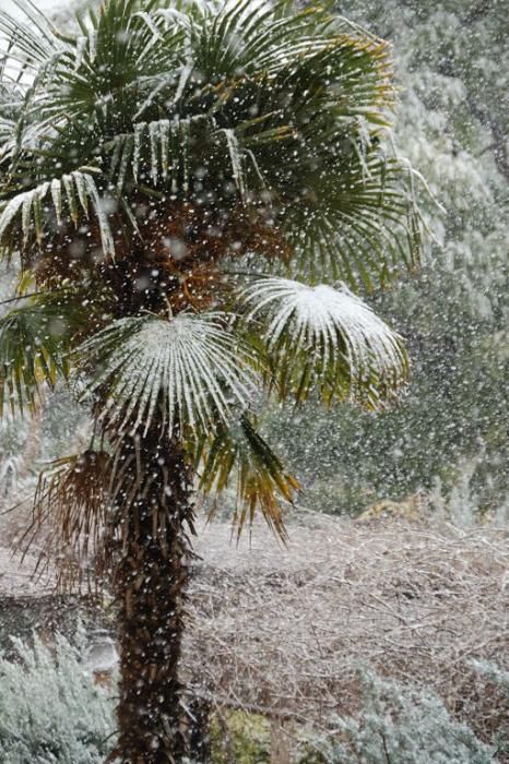 Nieve en Vistabella