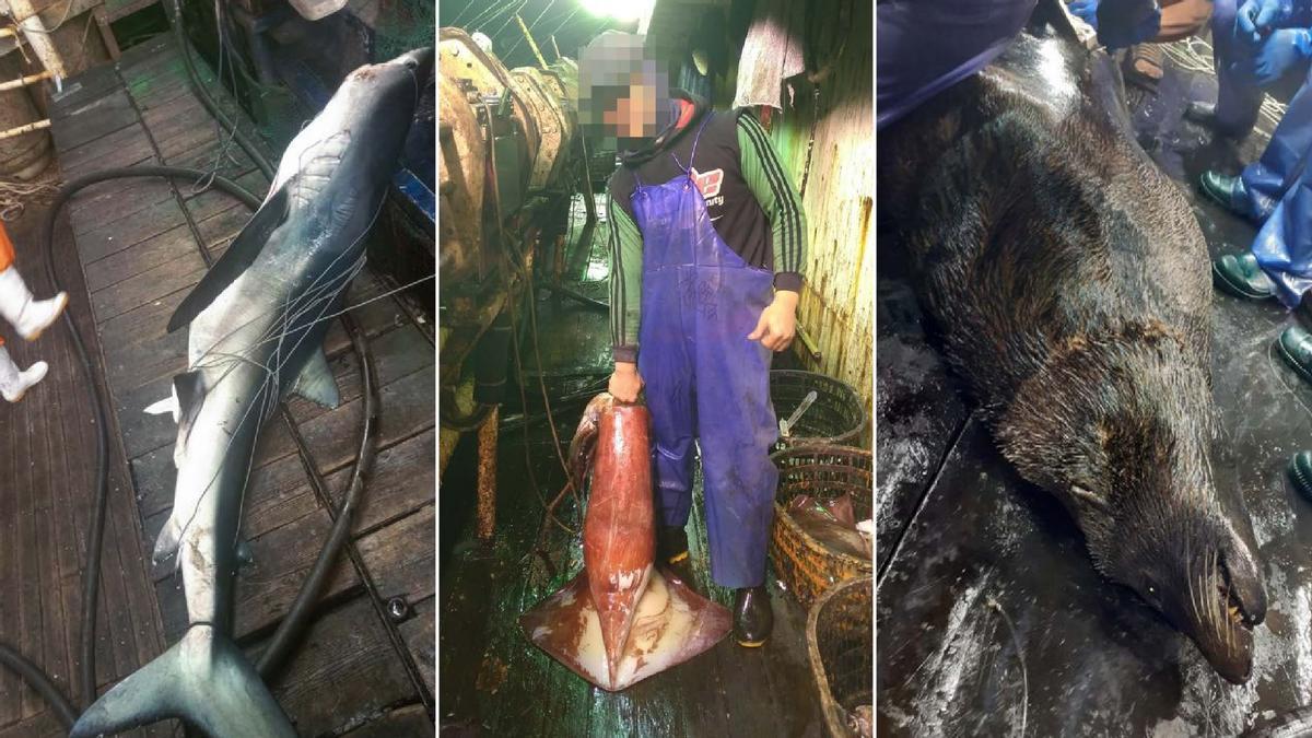 Imágenes extraídas del informe publicado por EJF.