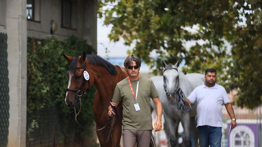 Así son los controles veterinarios del Hípico de Gijón