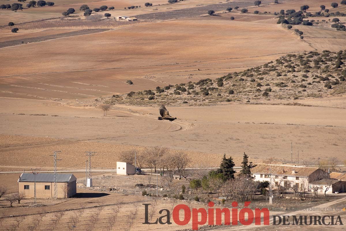 Suelta de dos buitres leonados en la Sierra de Mojantes en Caravaca