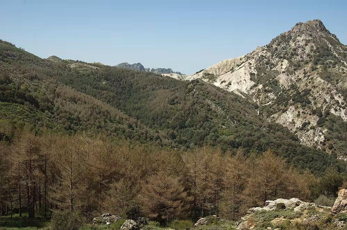 Defoliación masiva en el Parque Nacional de Sierra Nevada (Granada)