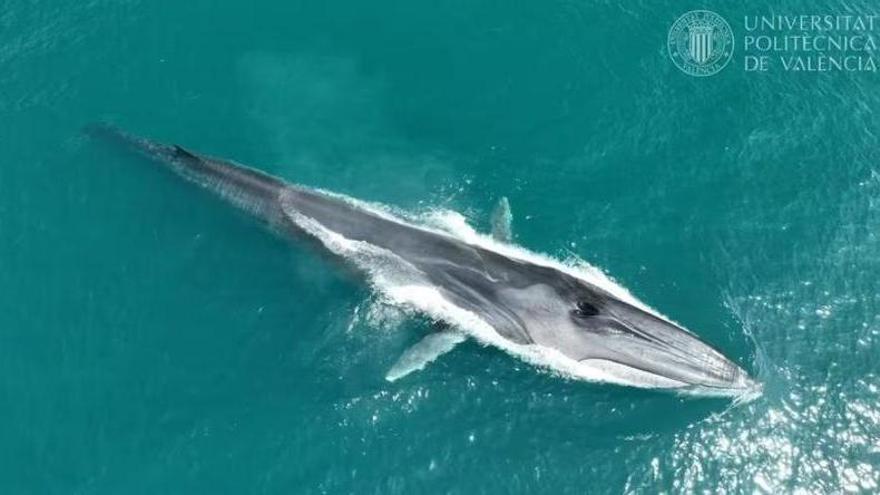 La UPV avista un récord de 127 rorcuales frente a las costas de la Marina Alta