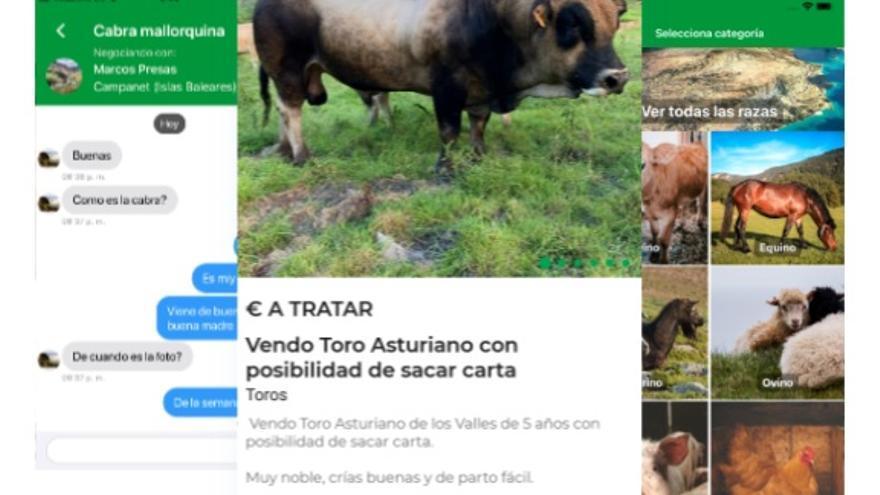 La aplicación de compraventa que está arrasando entre los ganaderos de España: llega el Wallapop del ganado