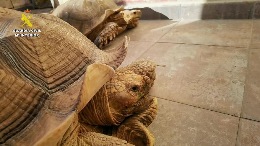 La Guardia Civil investiga a un hombre por la tenencia ilegal de 27 tortugas