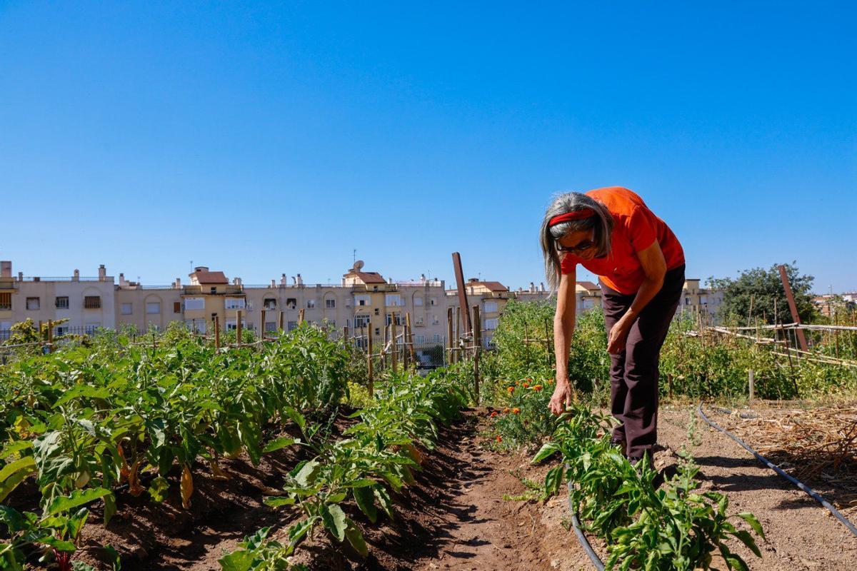 La ciudad de Córdoba fue reconocida por su apuesta por los huertos urbanos.
