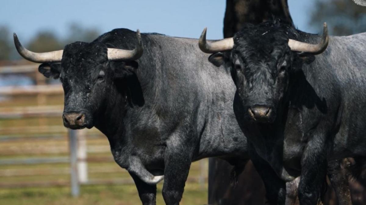 Dos de los toros que se lidiarán esta tarde en la plaza de toros de València