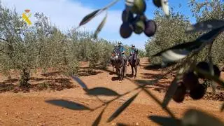 La campaña de recogida de aceituna deja 91 detenidos y 183.000 kilos recuperados en la provincia de Badajoz