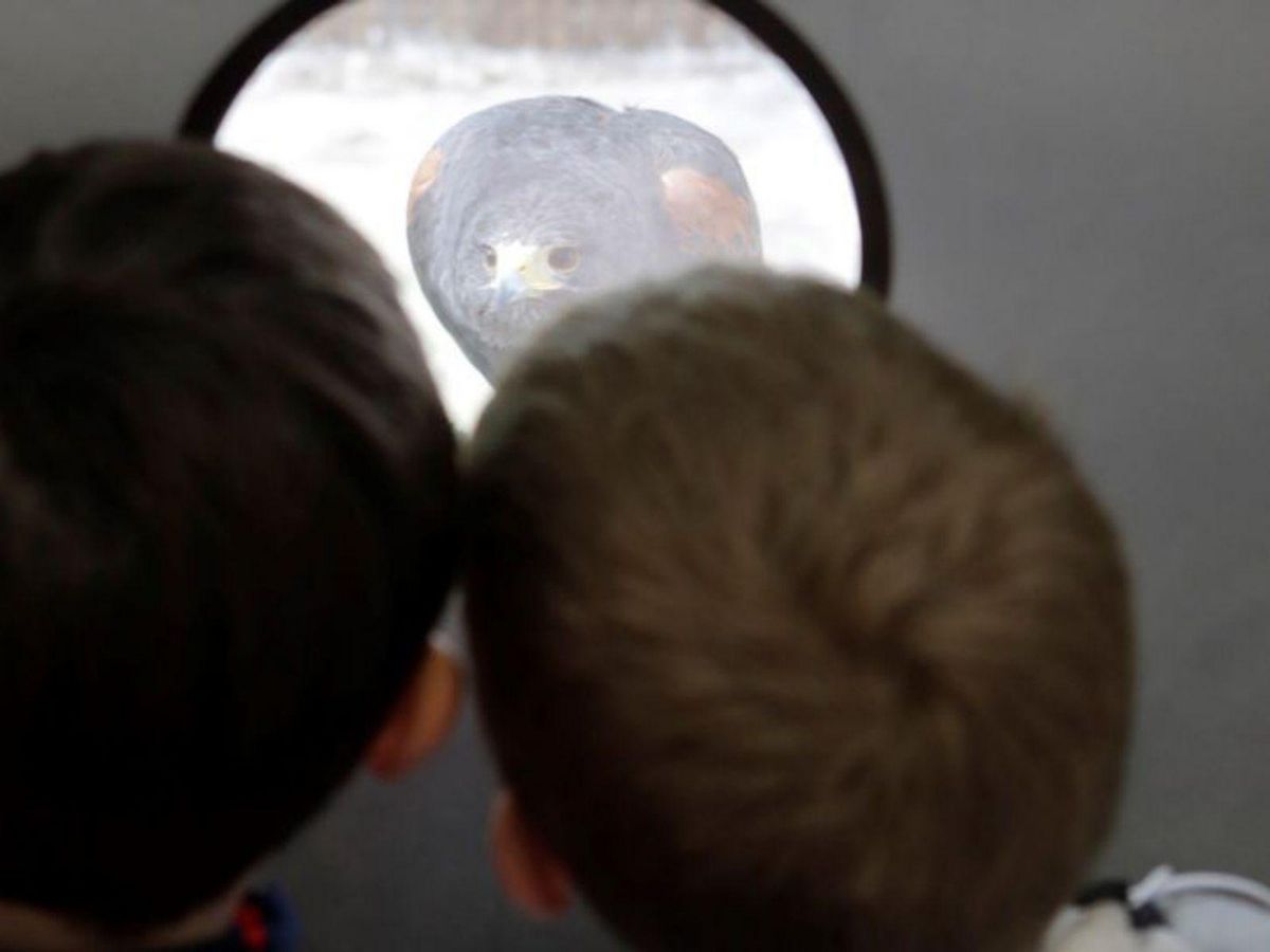 El HUCA de los animales de Asturias atendió en su primer año a 394 "pacientes"